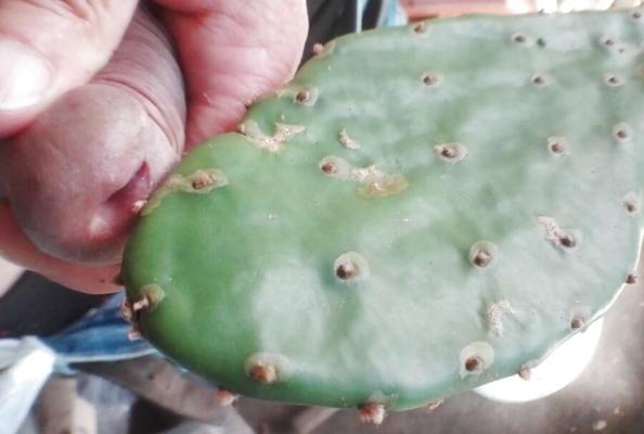 Кактус, который застревает в устье уретры головки полового члена